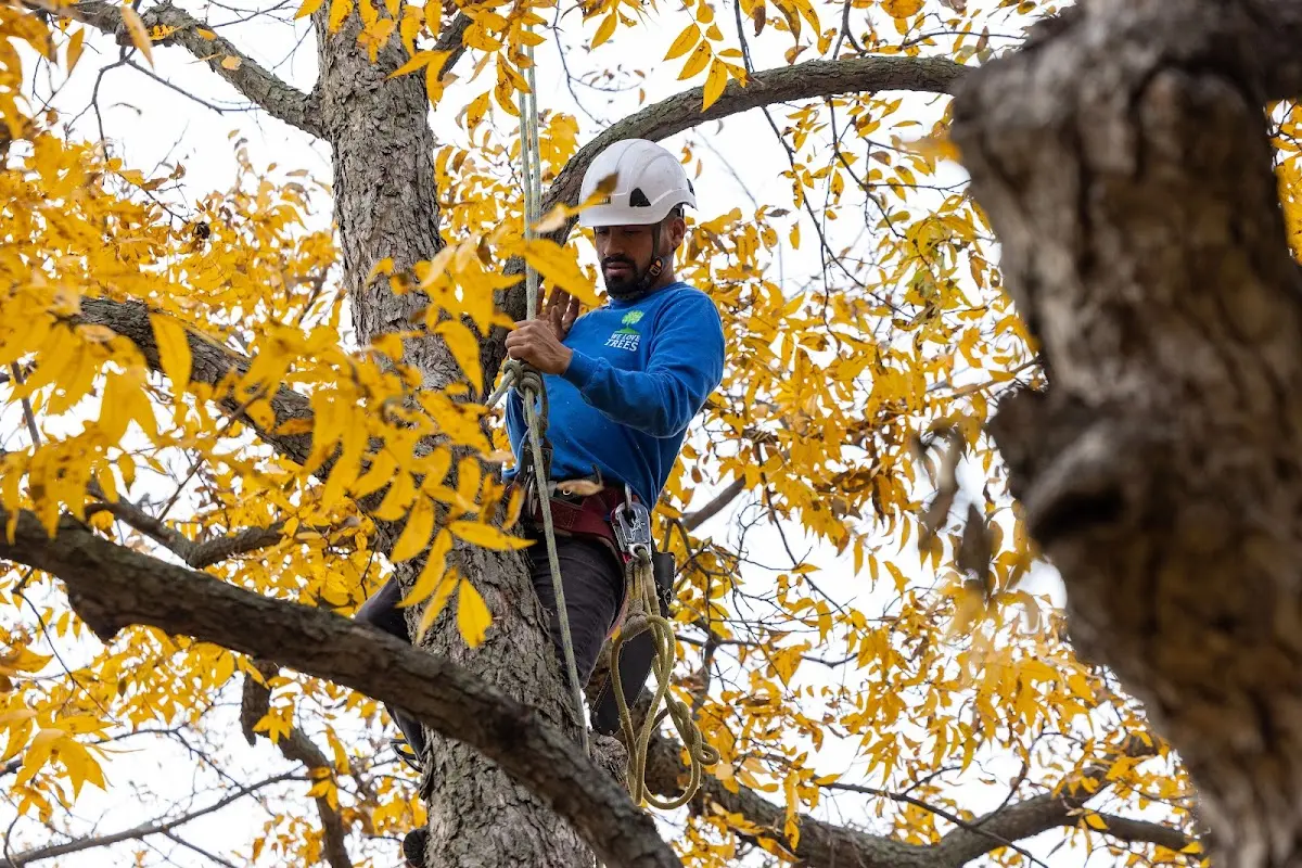 Skilled Tree Planing crew working in Canoga Park